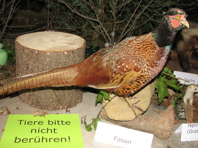 34 wald